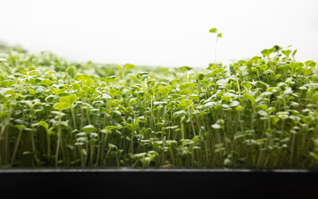 Broccoli Sprouts: The Nutrient-Packed Superfood You Need in Your Diet